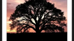 One Tree Hill Instagram captions